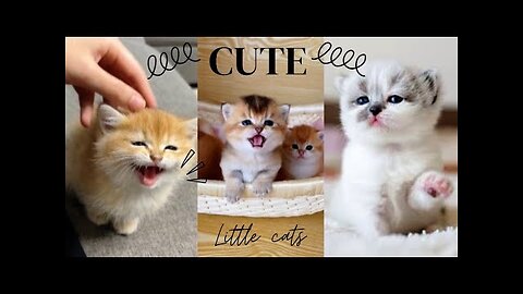 cutest every see cats funny compilation