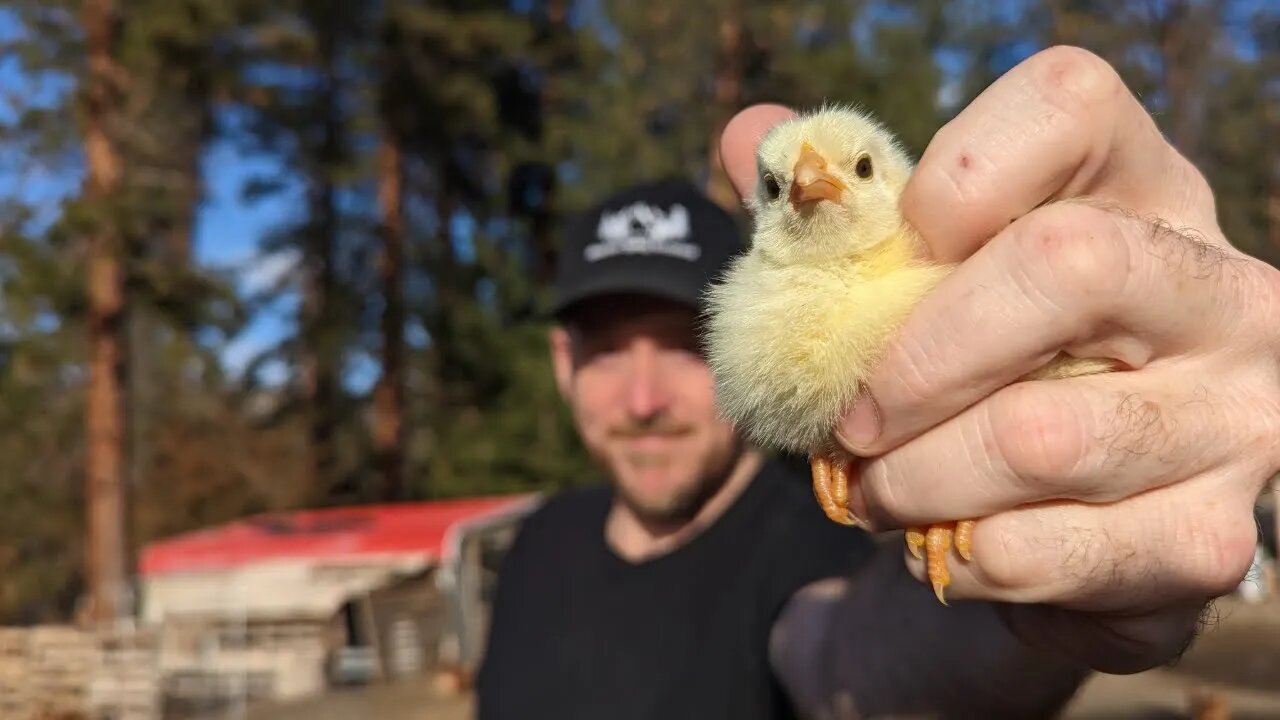 Baby Chick Update and Homemade Onion Powder!