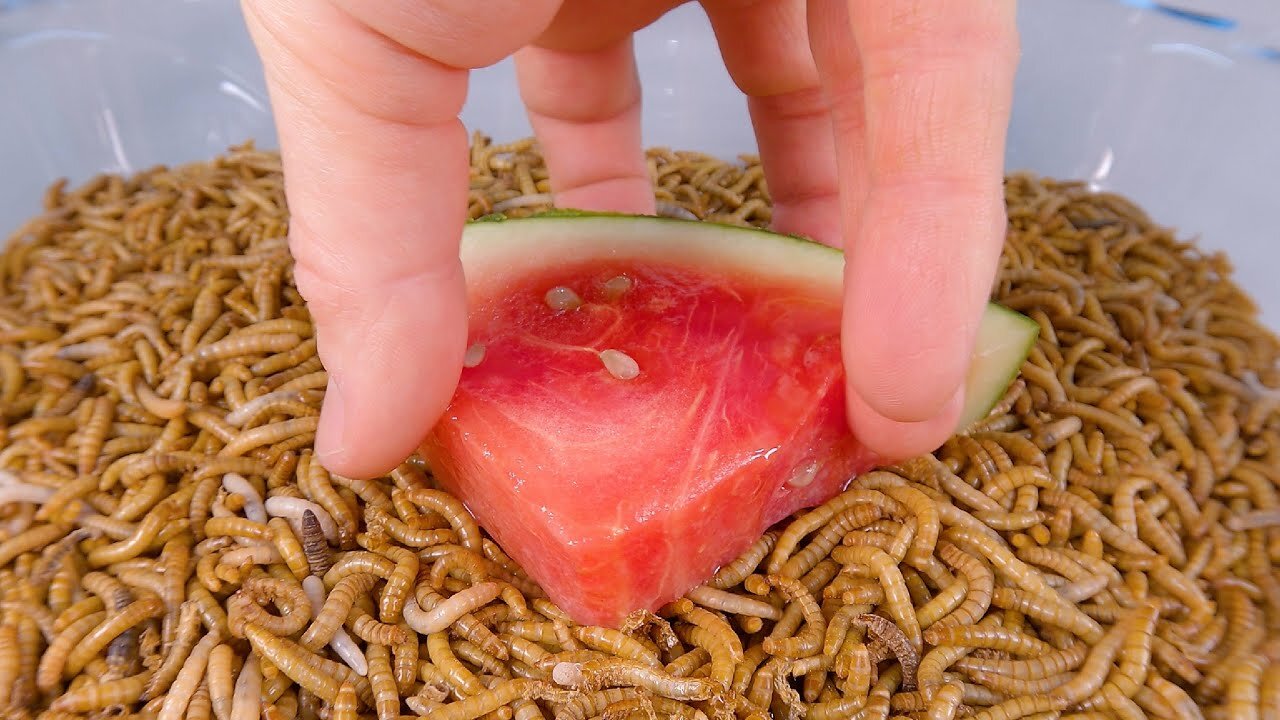 10 000 Mealworms vs WATERMELON