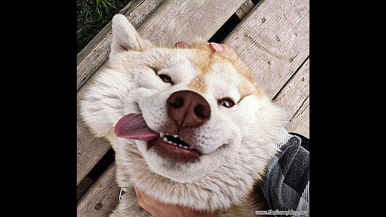 New Funny Dogs And Cats Videos πΊπΆ - Funniest Animals Videos 2023 π