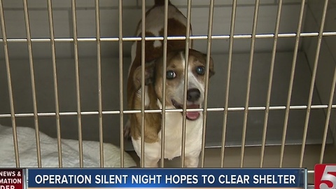 Operation Silent Night Aims To Help Get More Pets Adopted