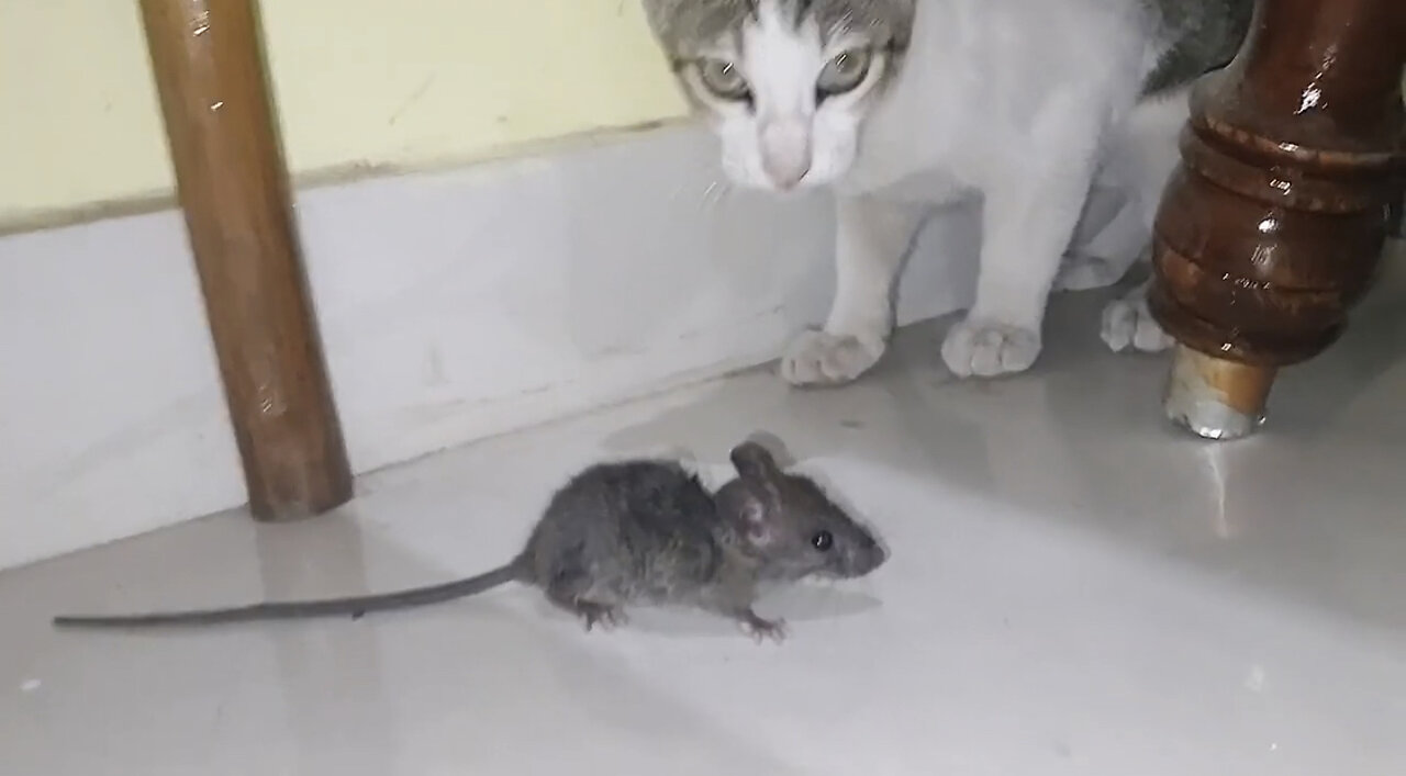 Cat vs mouse 😂