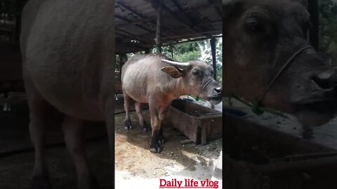 oh my god the ugly buffalo