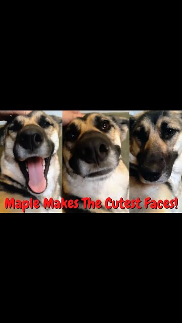 #shorts Shepsky Dog That Always Smiles When Pet