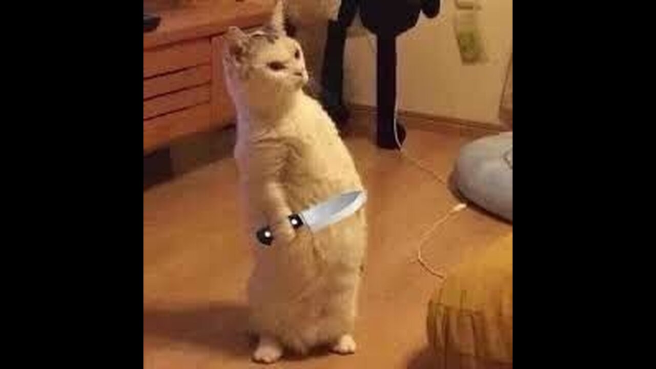 Funny Animals