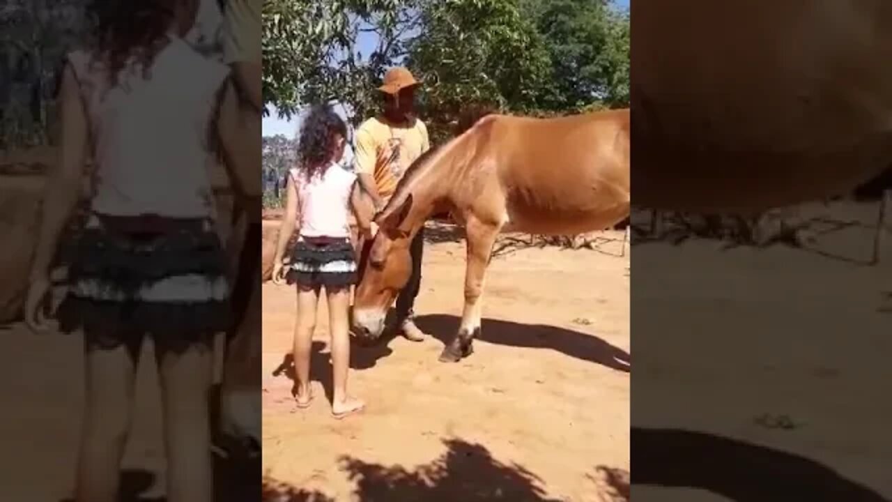 Geiza e Vaqueiro PO com Burro Dengoso