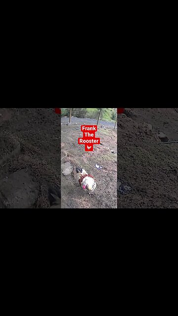 Farm cameras monitoring chickens