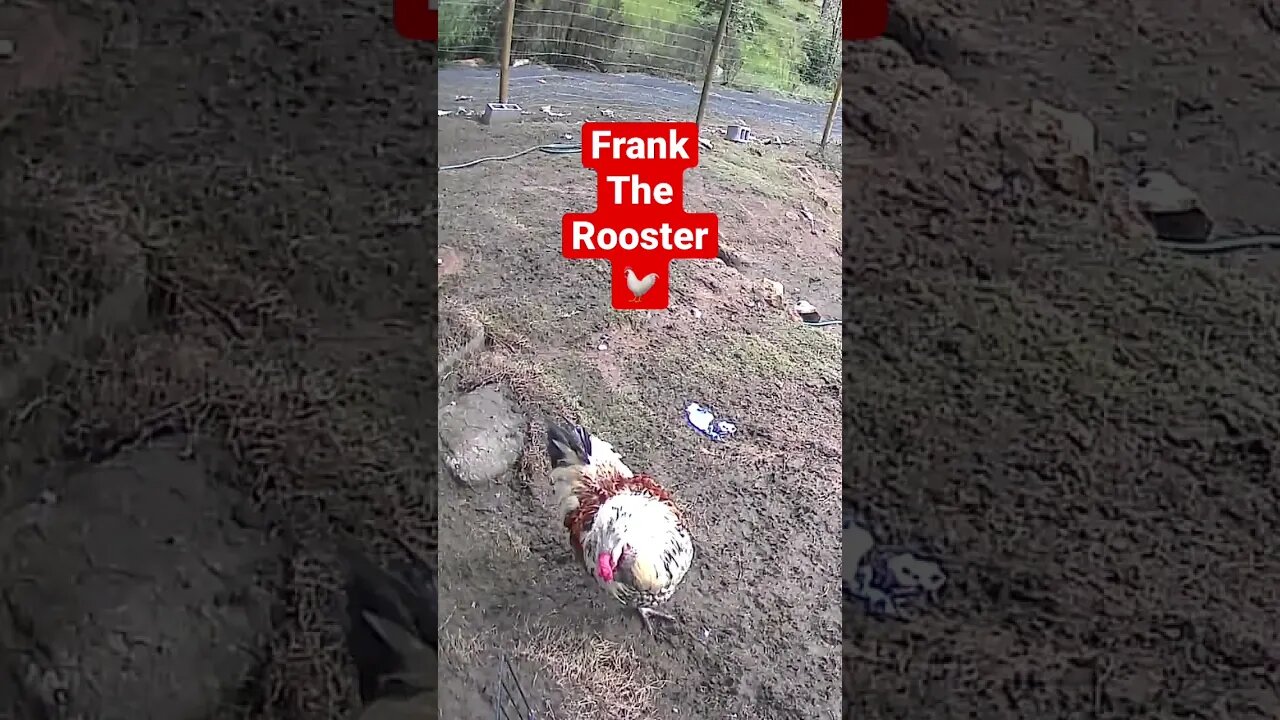 Farm cameras monitoring chickens