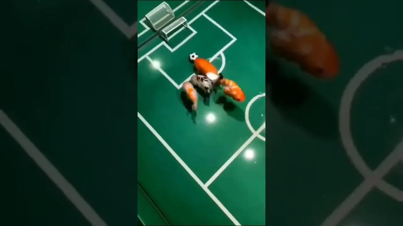 Partida de futebol de peixes 😲😲