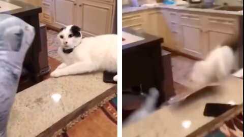 Cat Gets Scared By A Toy Dog Falls Down