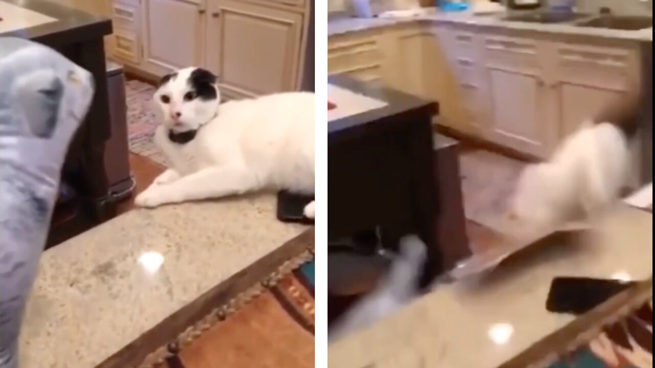 Cat Gets Scared By A Toy Dog Falls Down