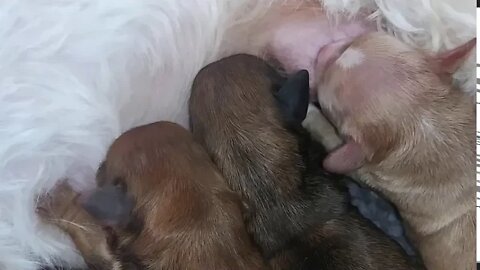 Hail, Hail...The Gang's All Here!