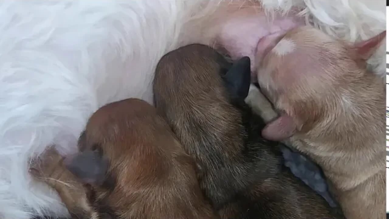 Hail, Hail...The Gang's All Here!