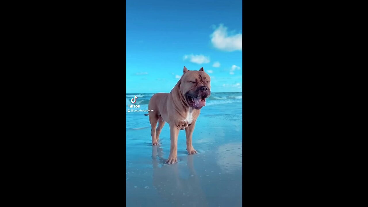 GIANT Pit Bull livin his best beach life! 🦁☀️🌊