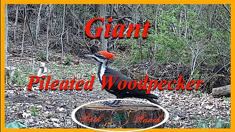 Pileated Woodpecker