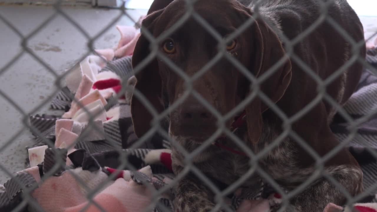 City approves expansion of Twin Falls animal shelter