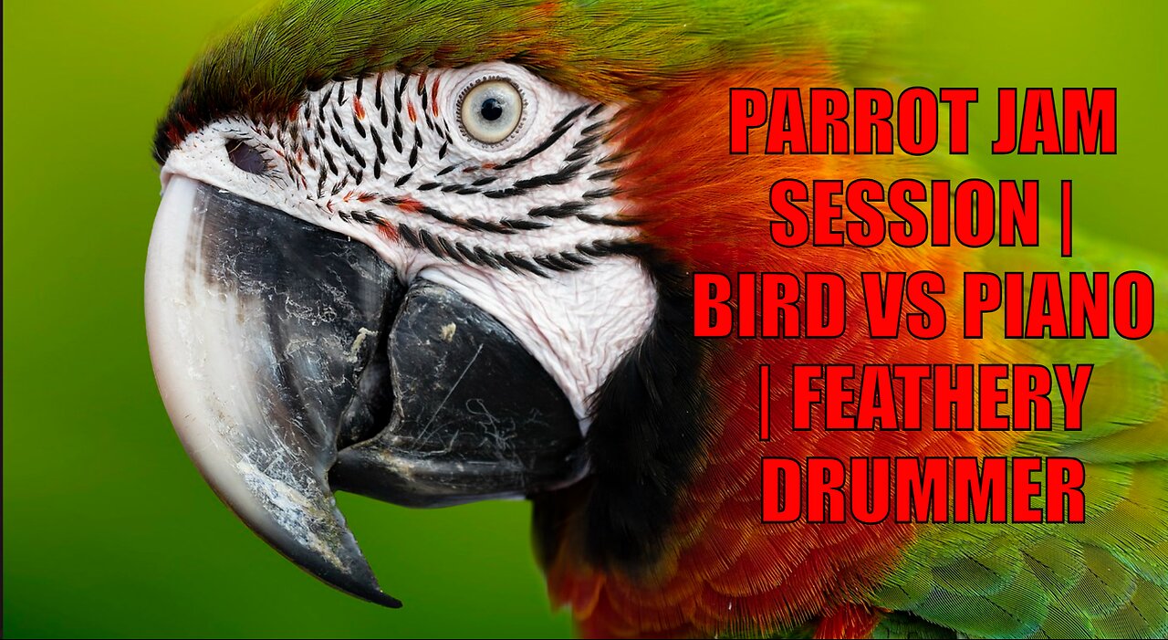 Parrot Jam Session | Bird vs Piano | Feathery Drummer