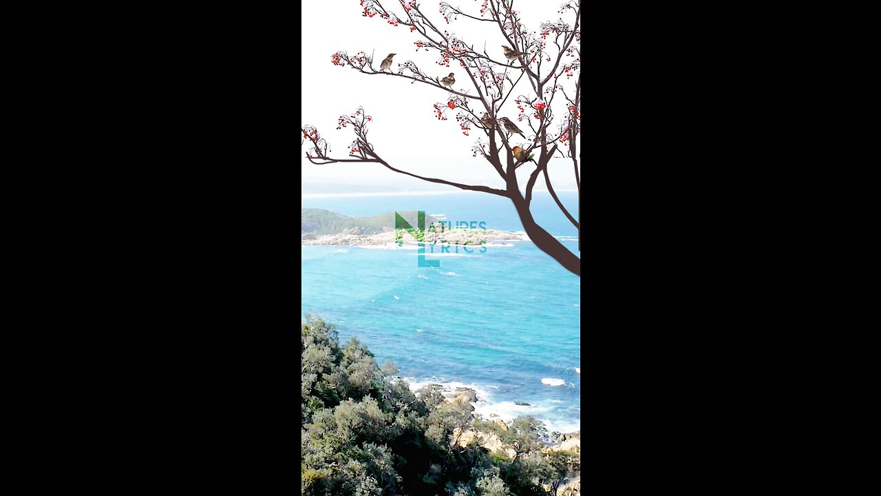 Birds Tree at Beach