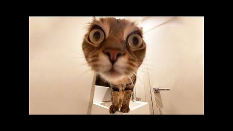 funny cats are very cool and funny I hope for your support