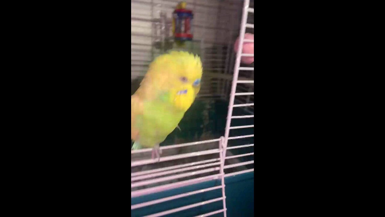 Birds Budgies Dance