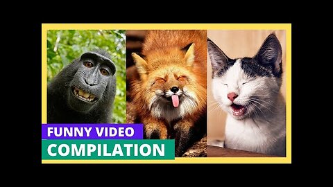 Funny Animal Videos Compilation #01