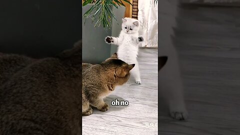 Brown Cat and White Cat play together