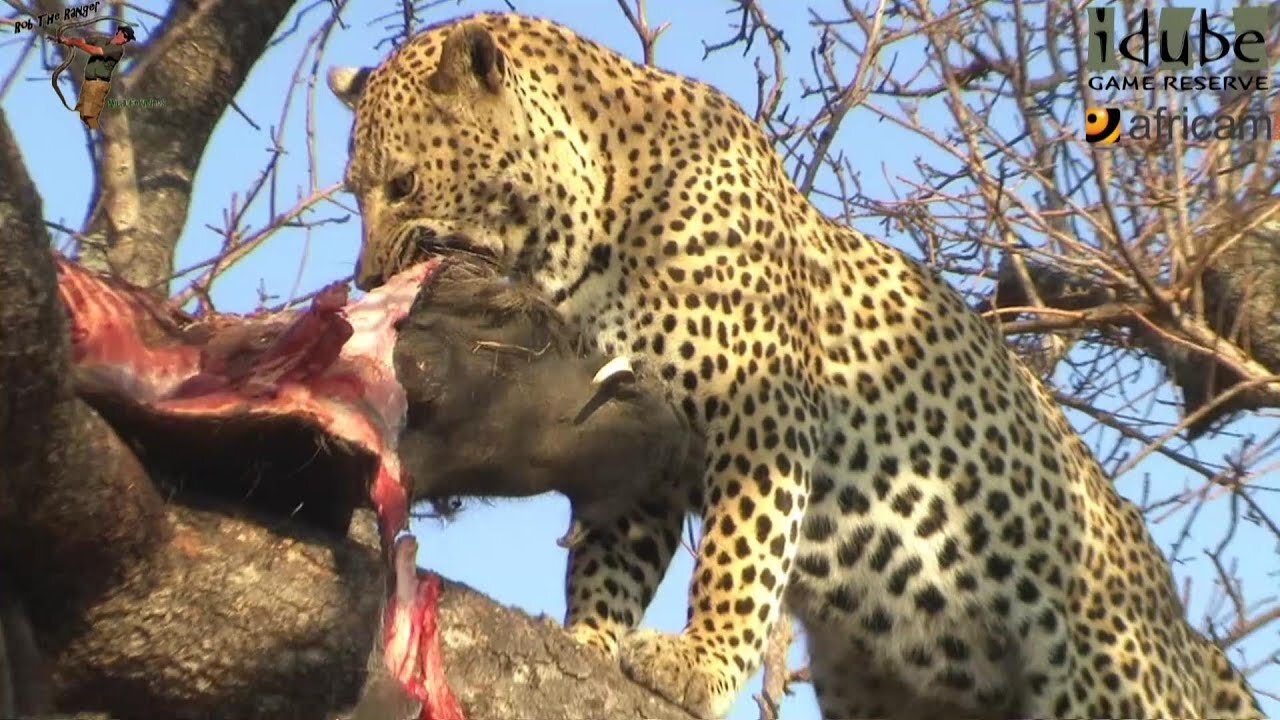 Leopard, Warthog and Hyena: After The Incredible Battle