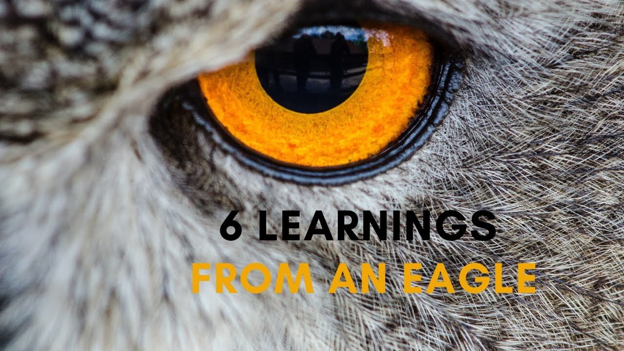 6 successful lessons we learn from an Eagle [Motivation] - Eagle attitude | Inspiring story