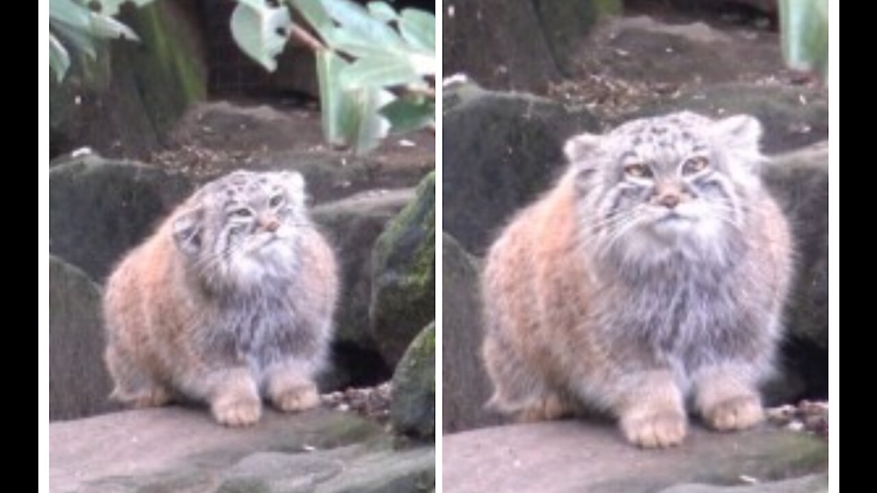 Pallas cat is one of the rare cats in the world