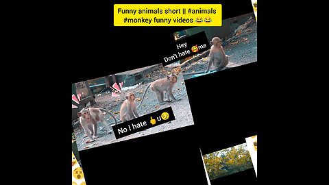 Monkey funny reels or videos #monkey #funny #videos