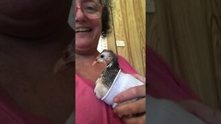 Injured baby guinea fowl wrapped in sock helps me work