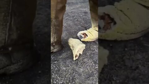 #shorts #2022 funny,prank,funjokes,dad jokes,funny memes,funny video,fun,laughing,funny animal,knock