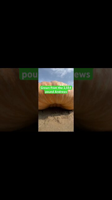 Pumpkins Got Back! #bubba #giantpumpkin #garden #halloween #halloweendecoration