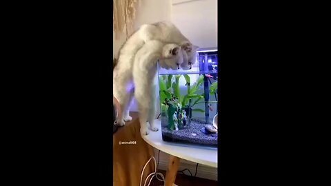 cat funny moments video