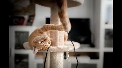 Cats video HD