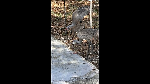 New baby Sandhill crane in Spring Hill FL