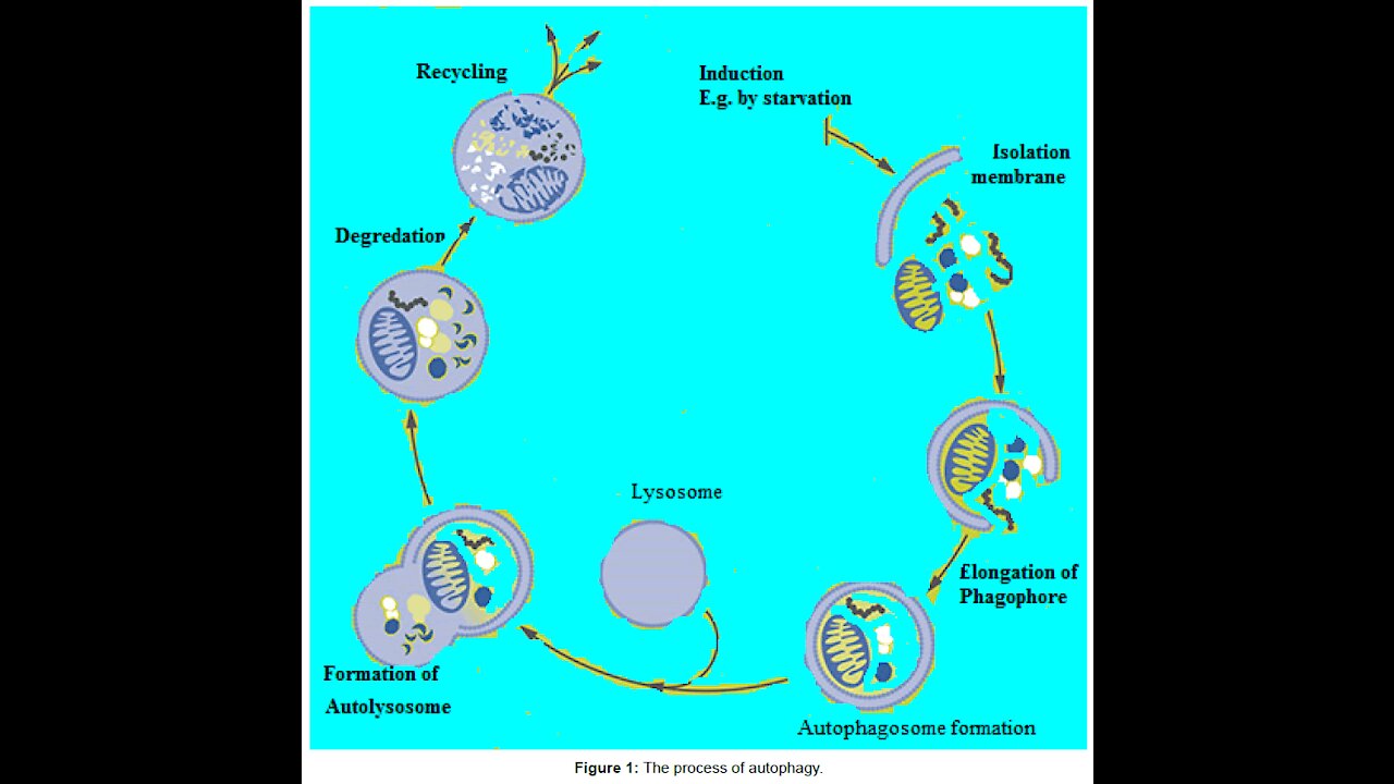 Autophagy 101 - Everything You Need to Know - with Dr. William Dunn