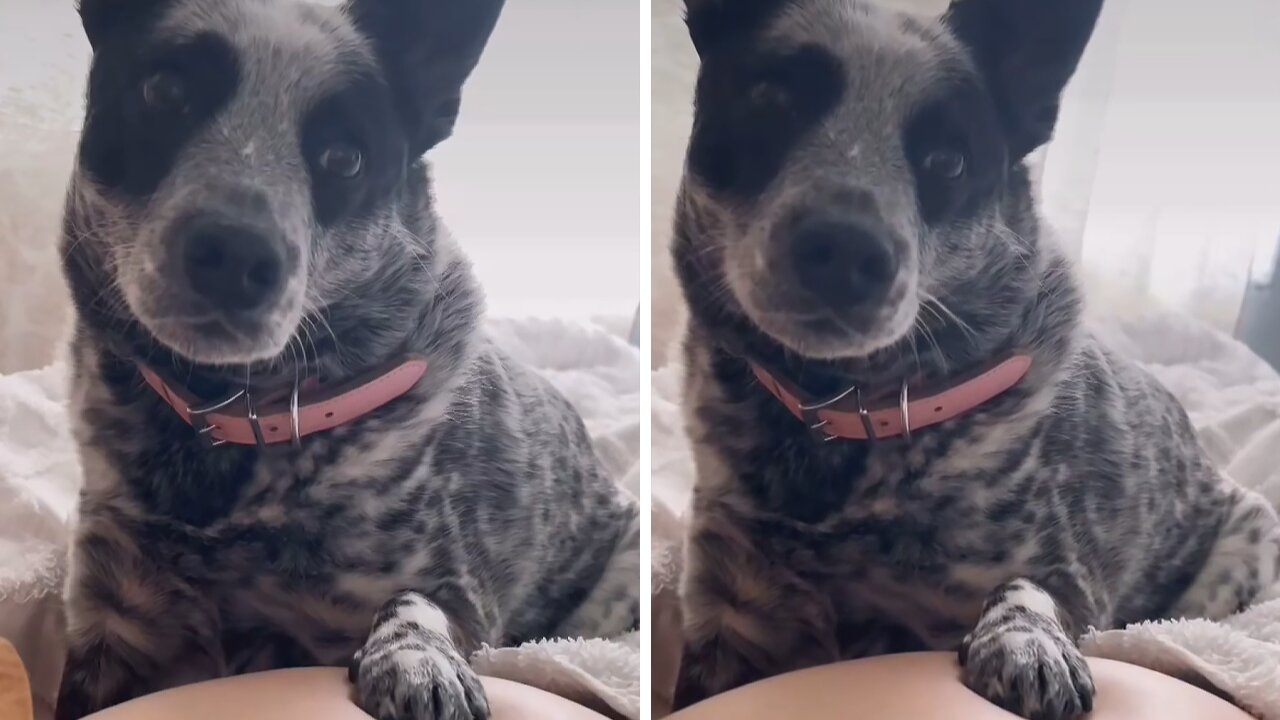 Dog Reacts To Twins Kicking In Mom's Stomach