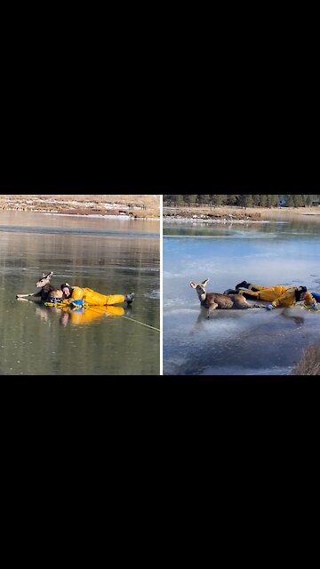 Firefighters rescue deer from frozen lake
