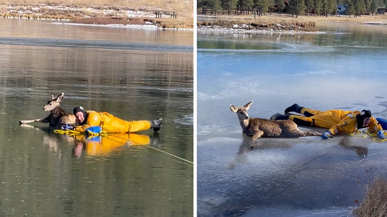 Firefighters rescue deer from frozen lake