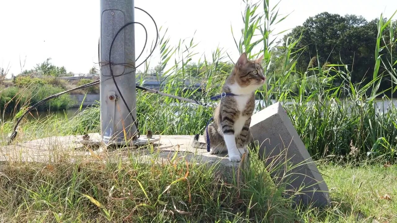 Little Cat Visits a Lake
