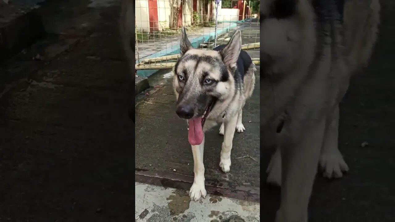 Baby Husky x German Shepherd Dog