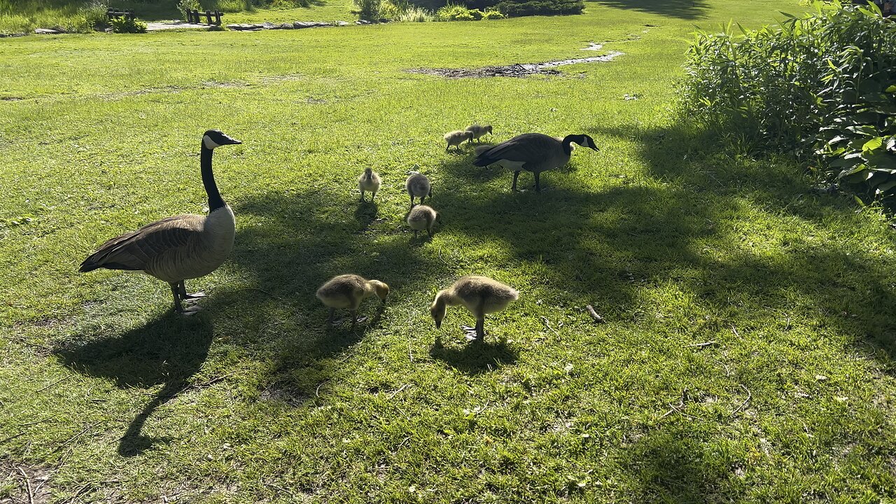Canada Goose putting me on notice