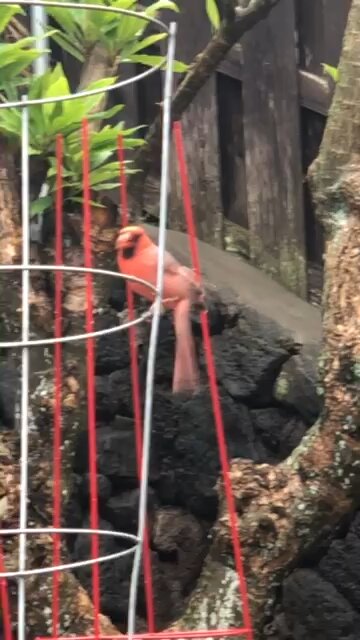 Pretty Boy our Male Northern Cardinal Buddy