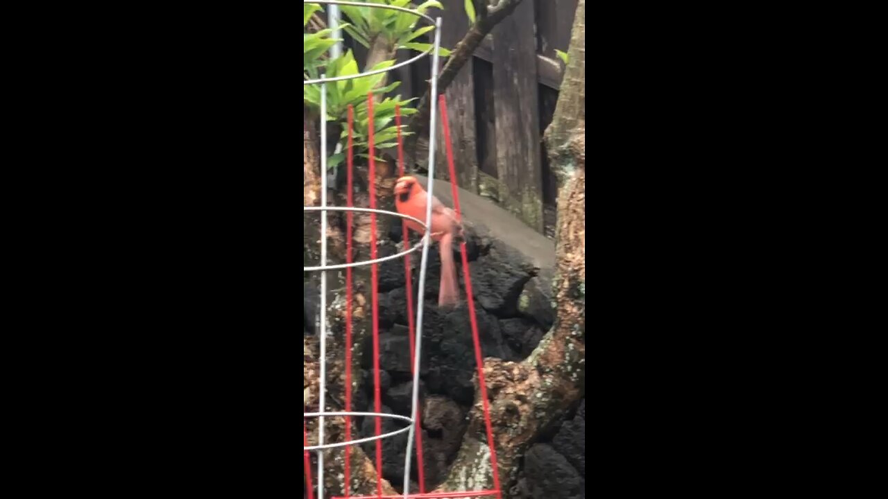 Pretty Boy our Male Northern Cardinal Buddy