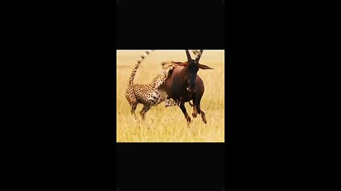 Cheetah vs Buffalo