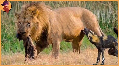 15 Merciless Moments When Male Lions Attack Their Prey