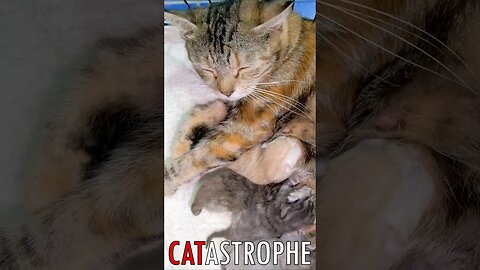 😼 #CATASTROPHE - Hungry Newborn Kittens 🐈