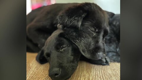 Business owner helping puppy left for sale in cage outside his Depew business