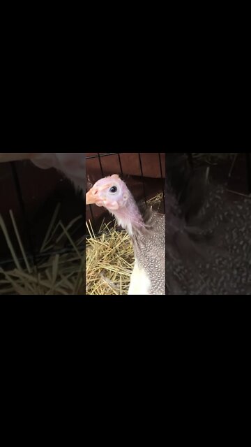 Female baby brown guinea fowl call